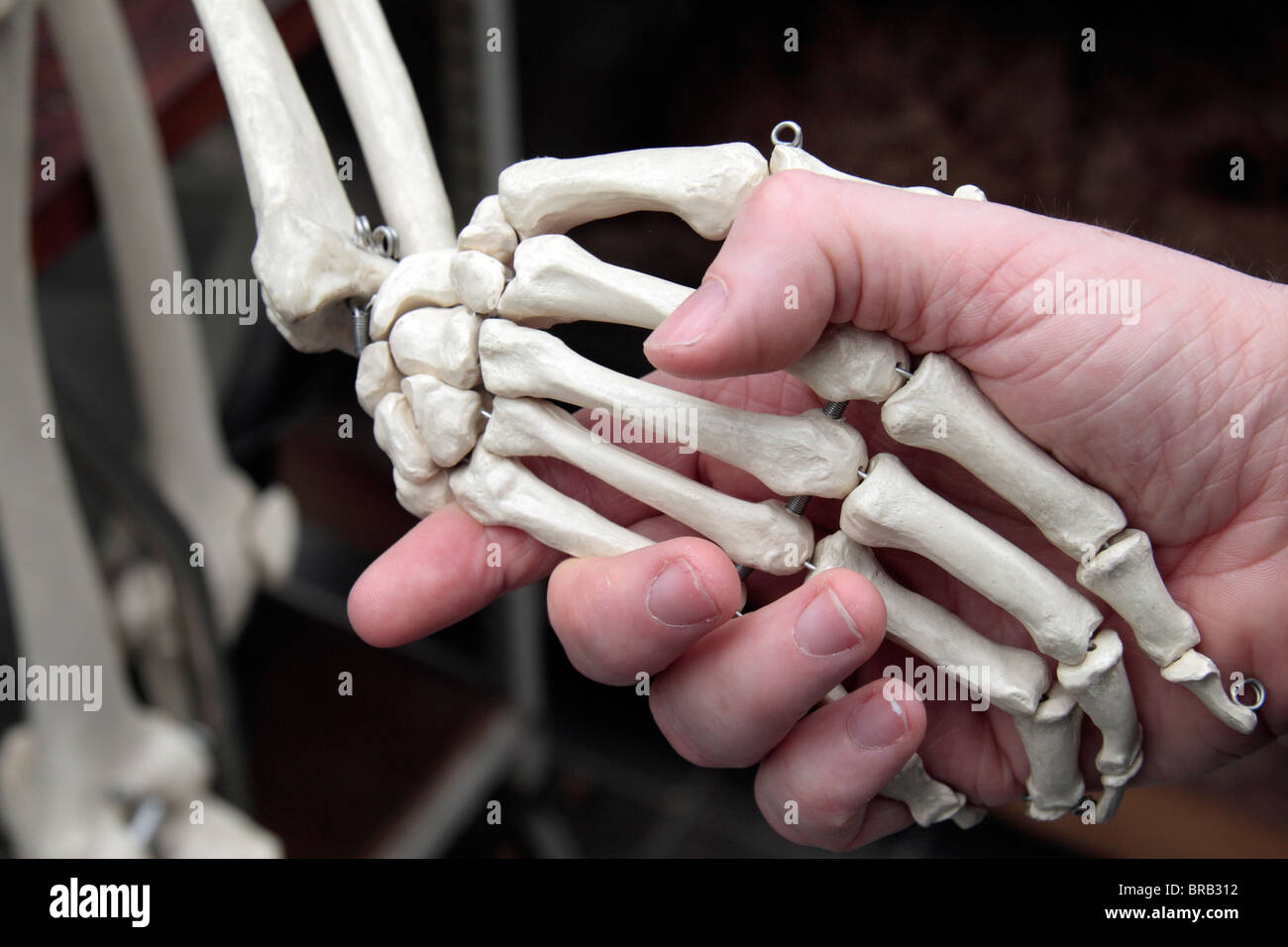 Una mano umana scuote la mano ossea di uno scheletro umano, Londra, Regno Unito. Foto Stock