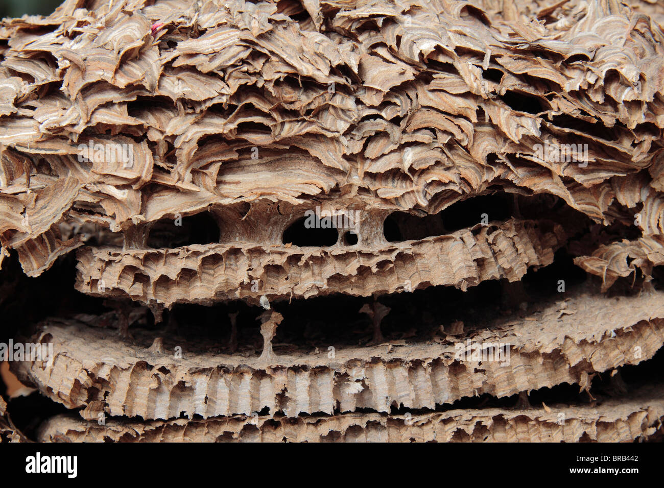 Close up dettaglio della struttura a nido d'ape di un comune Wasp Nest (Vespula vulgaris) utilizzato in un Regno Unito high school. Foto Stock