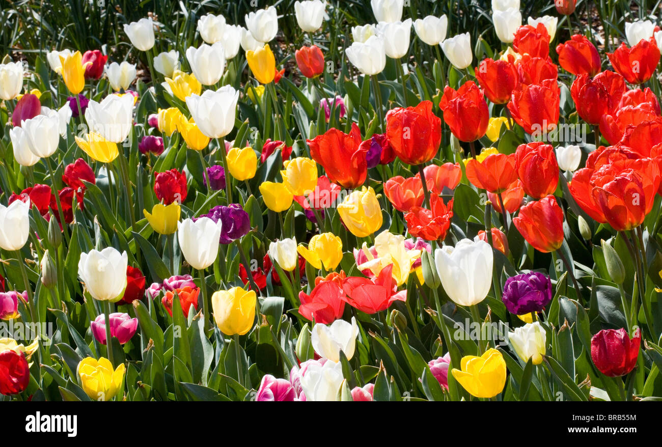 Tulipani colorati, Corbett Gardens, Bowral, Australia Foto Stock