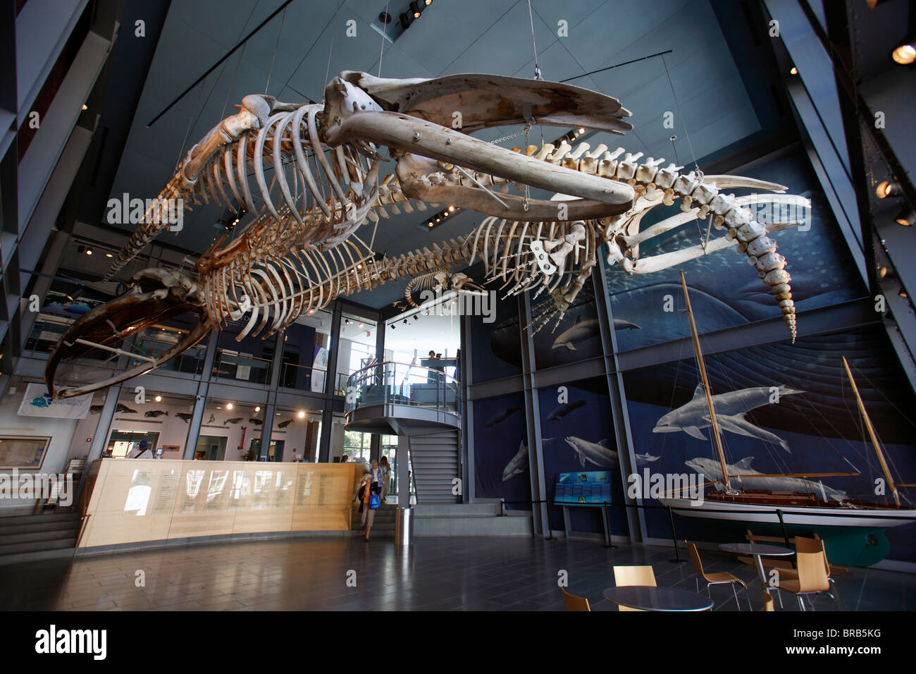 Scheletri di balena, New Bedford Whaling Museum di New Bedford, Massachusetts Foto Stock