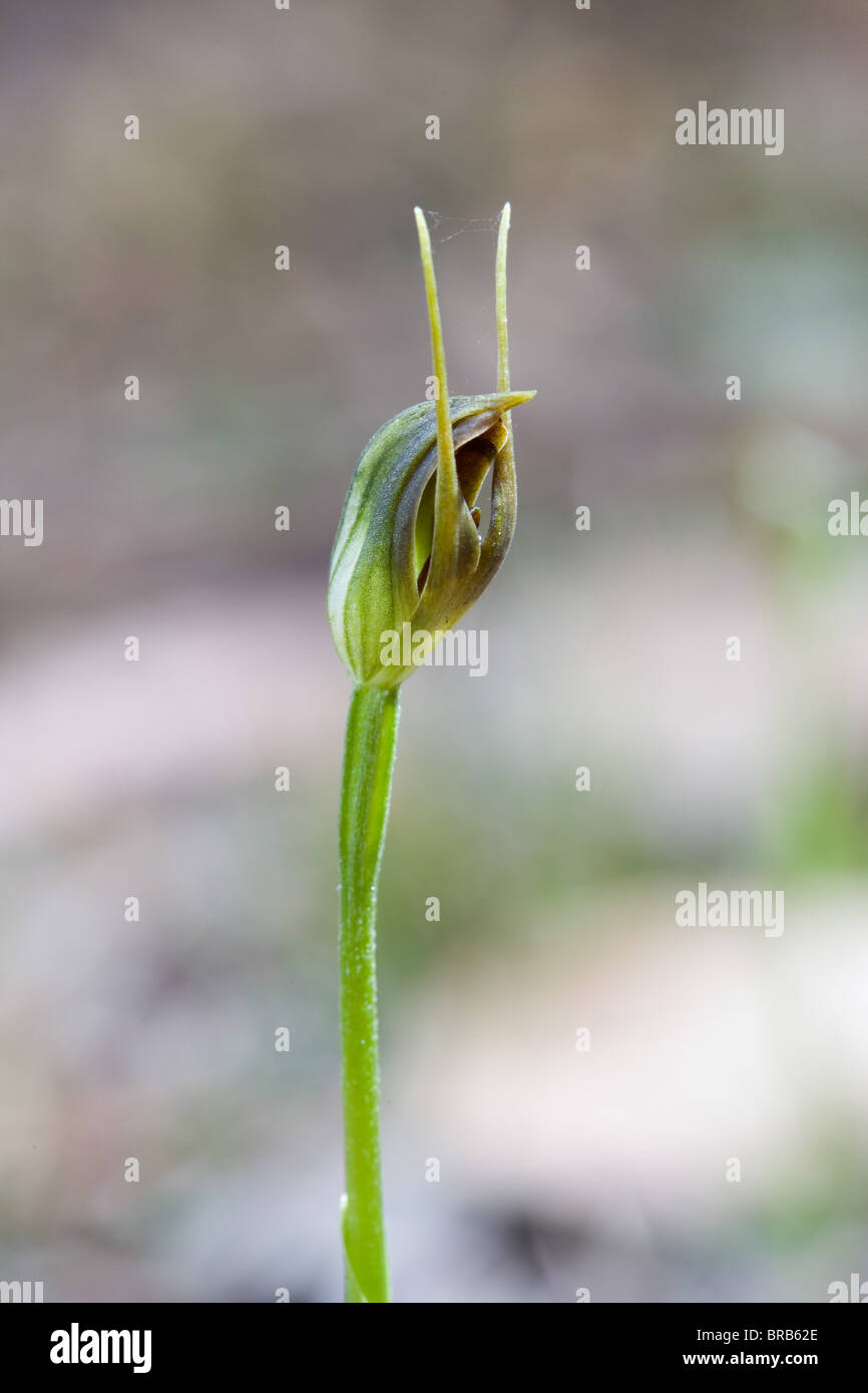 Wild Orchid Maroonhood (Pterostylis pedunculata), Narrawallee Creek Riserva Naturale, Australia Foto Stock