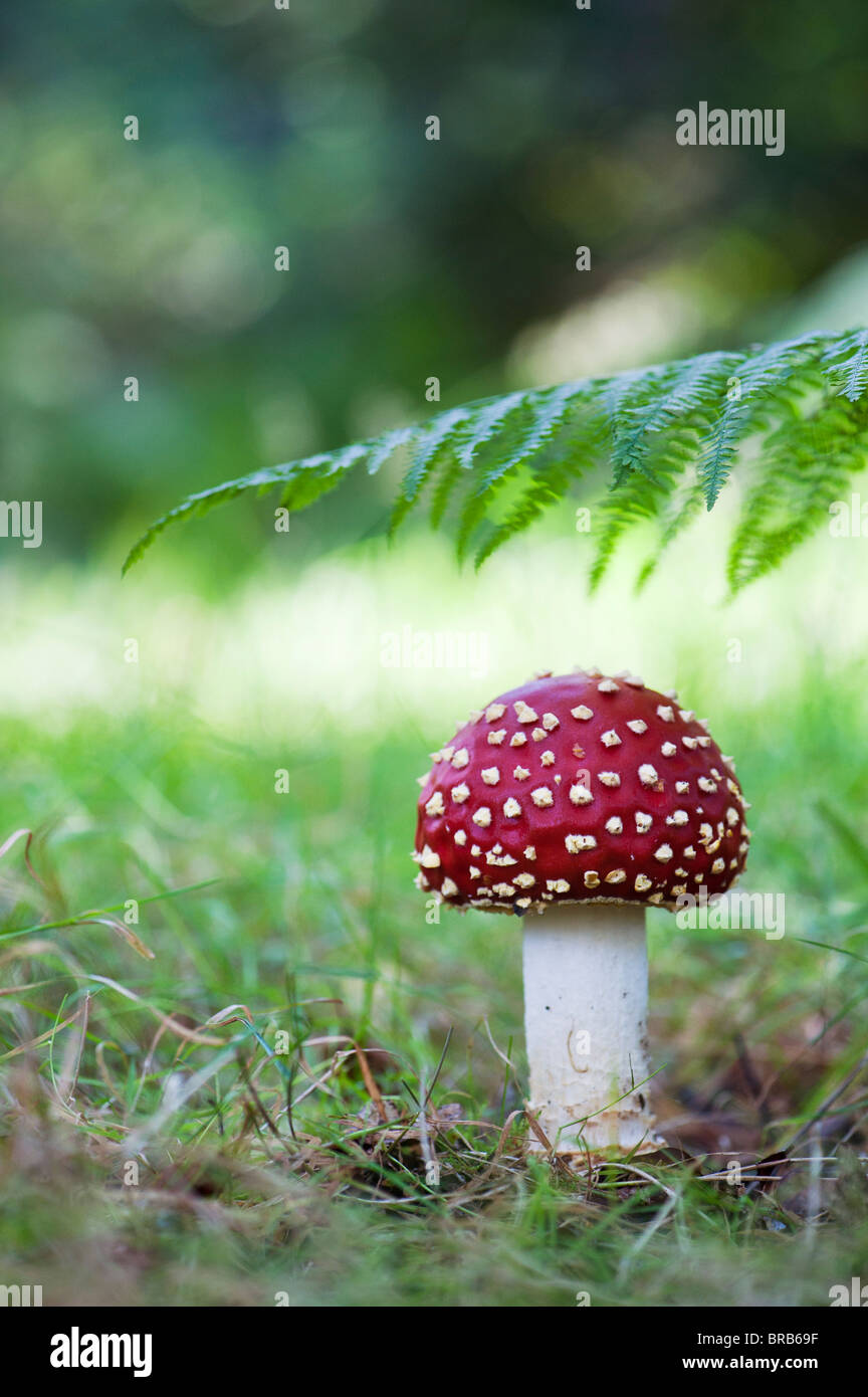 Amanita muscaria, Fly agaric funghicoltura in un bosco inglese. Foto Stock