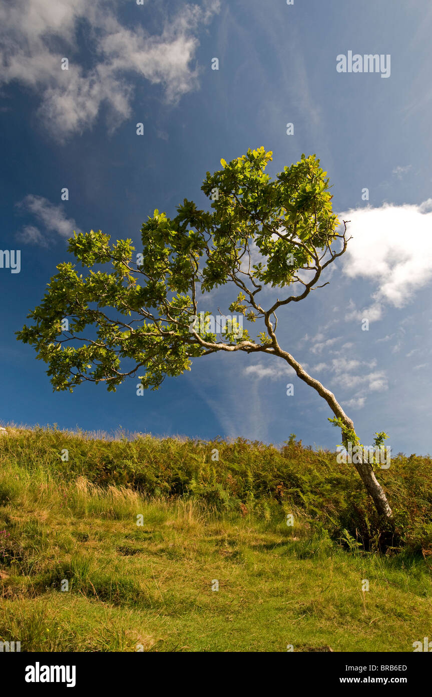Lone survivor, Rowan Tree su un isola di Mull Hillside. SCO 6690 Foto Stock