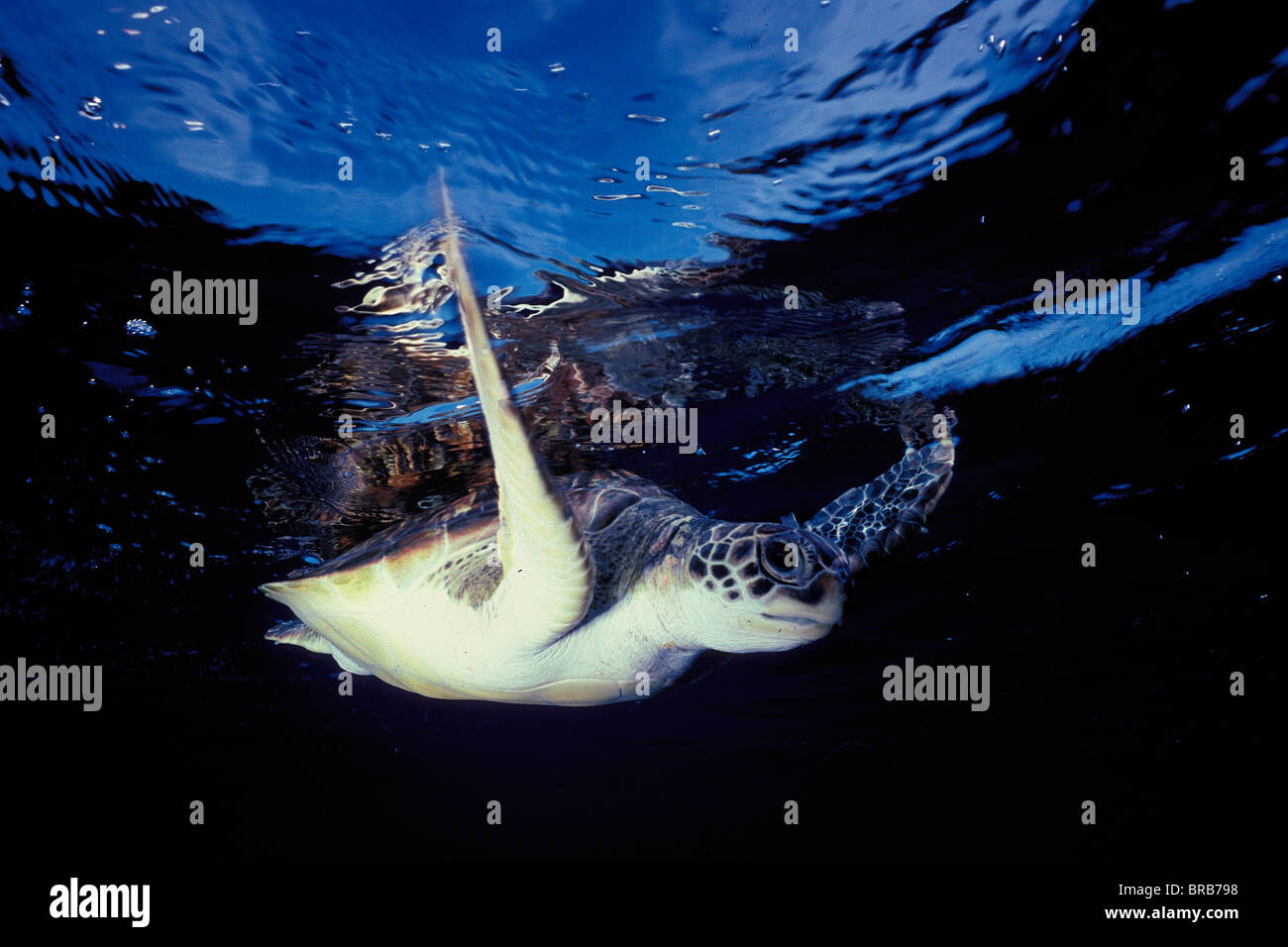 Tartaruga Verde, Chelonia Mydas, dei Caraibi e Oceano Atlantico Foto Stock