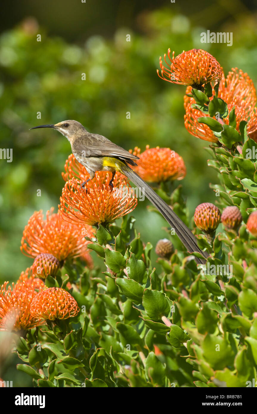 Maschio Sugarbird del capo (Promerops cafer), Cape Town, Giardini Botanici di Kirstenbosch, Sud Africa Foto Stock