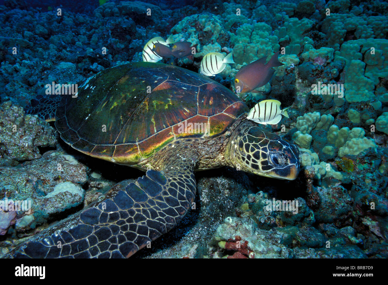 Tartaruga Verde, Chelonia Mydas, essendo pulite dal condannare i codoli e surgeonfish maculato, Hawaii, Oceano Pacifico Foto Stock