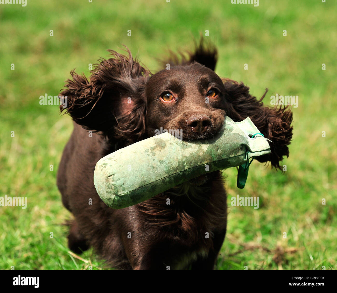 Lavorando cocker spaniel il recupero di un fantoccio Foto Stock