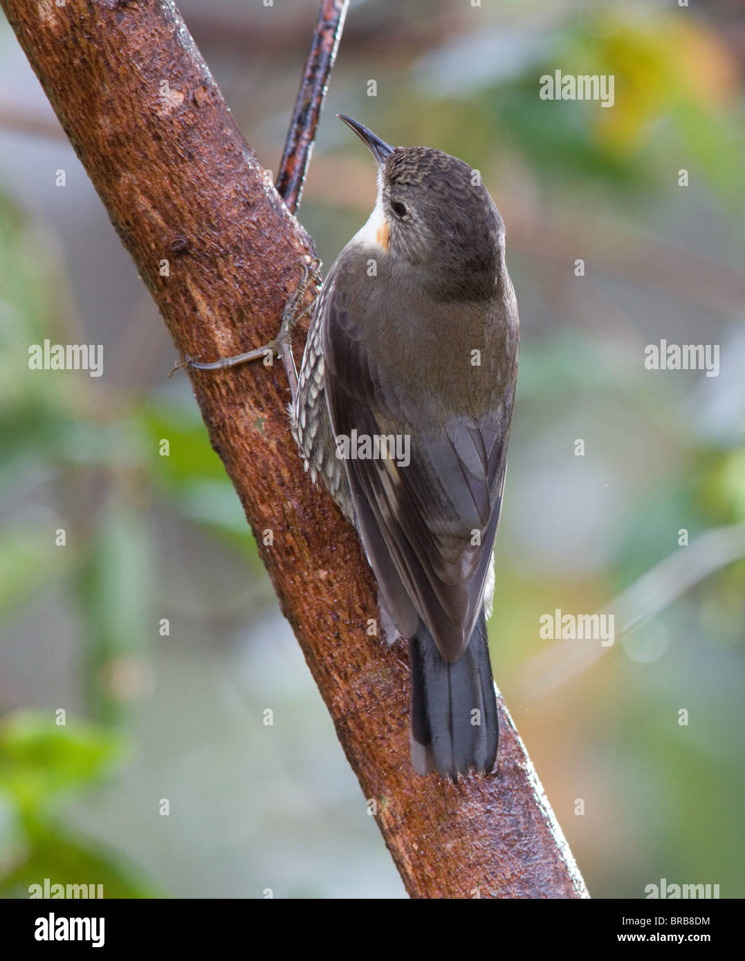 White Throated rampichino alpestre (Cormobates leucophaeus), NSW, Australia Foto Stock