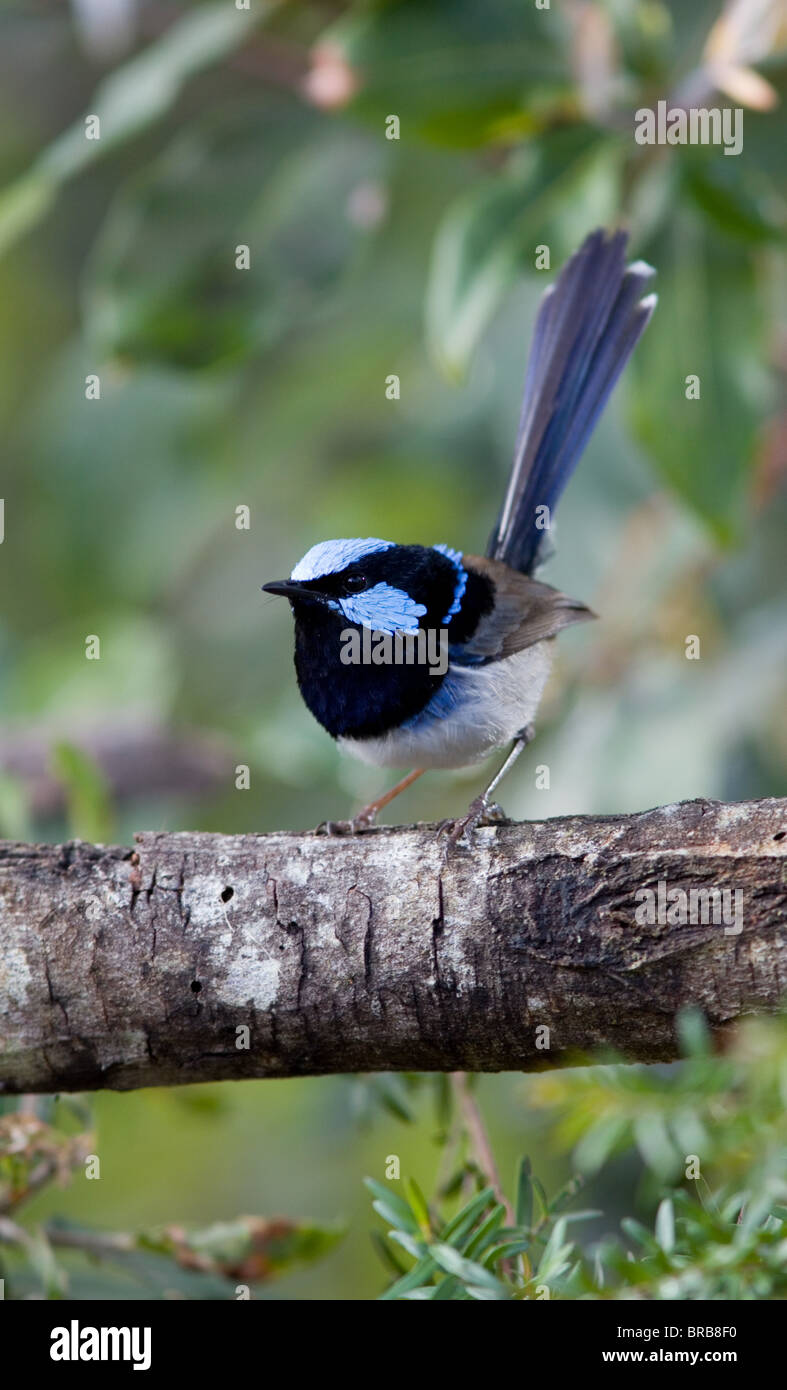 Maschio adulto superba fata blu Wren (Malurus cyaneus) in allevamento piumaggio, NSW, Australia Foto Stock