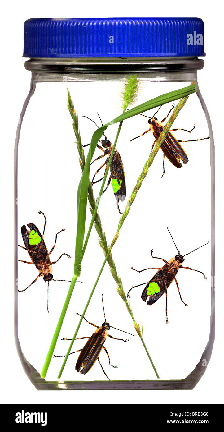Lucciole lampeggiare in vaso - fulmini bug Foto Stock Lucciole lampeggiare in vaso - fulmini bug Foto Stock