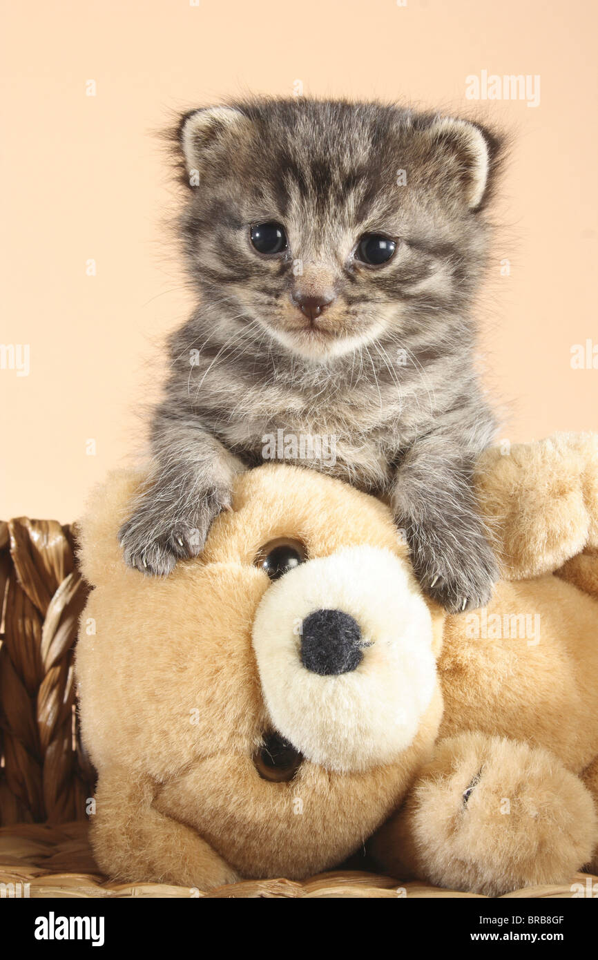 teddy bear kittens