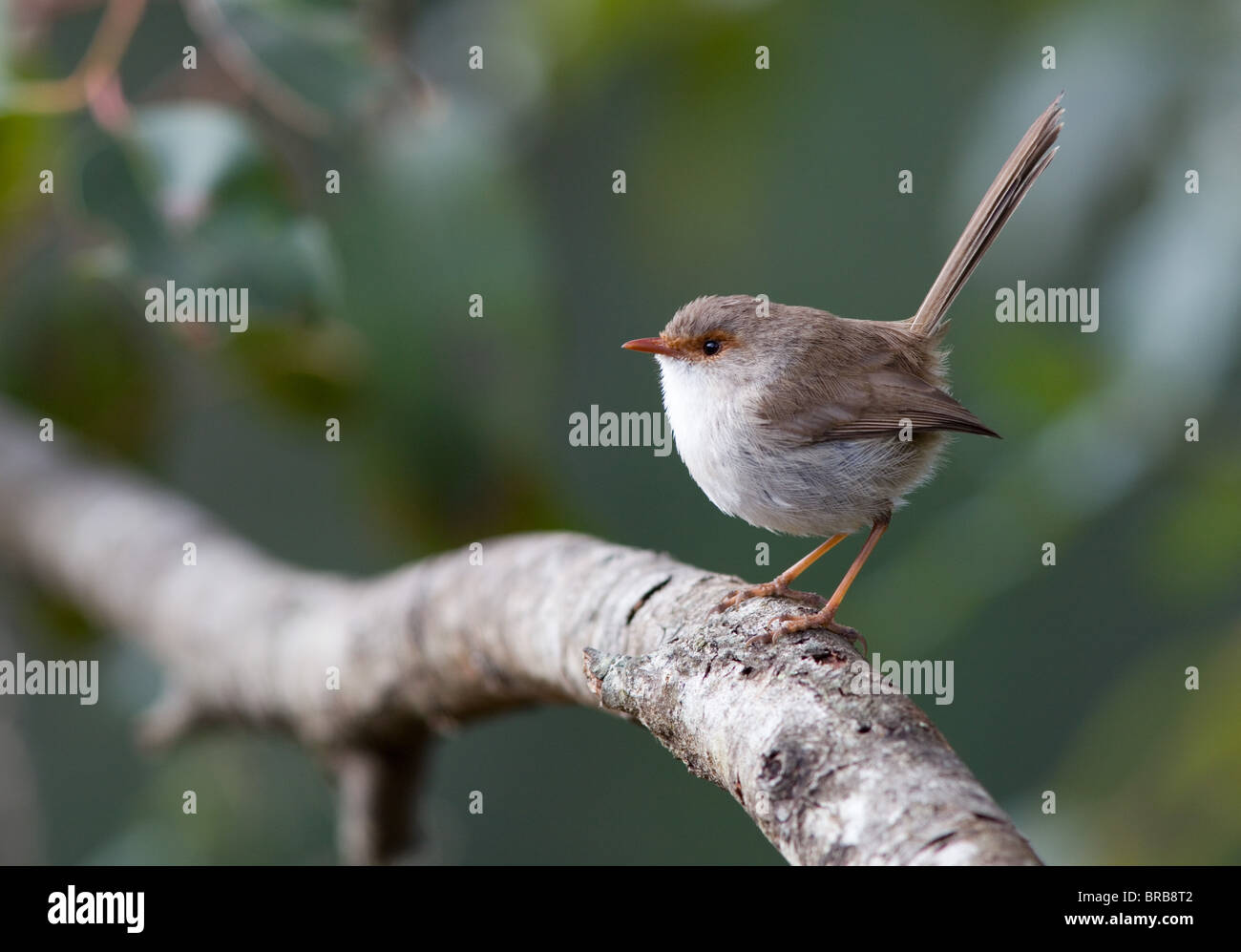 Femmina adulta superba fata blu Wren (Malurus cyaneus), NSW, Australia Foto Stock