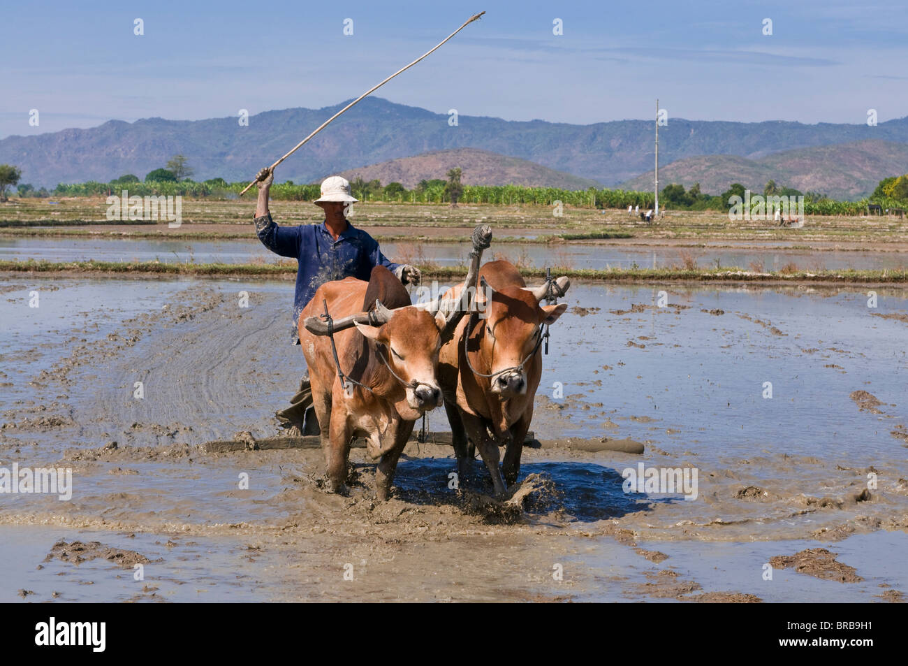 L'uomo l'aratura con bufali d'acqua attraverso una risaia, Vietnam, Indocina, Asia sud-orientale, Asia Foto Stock