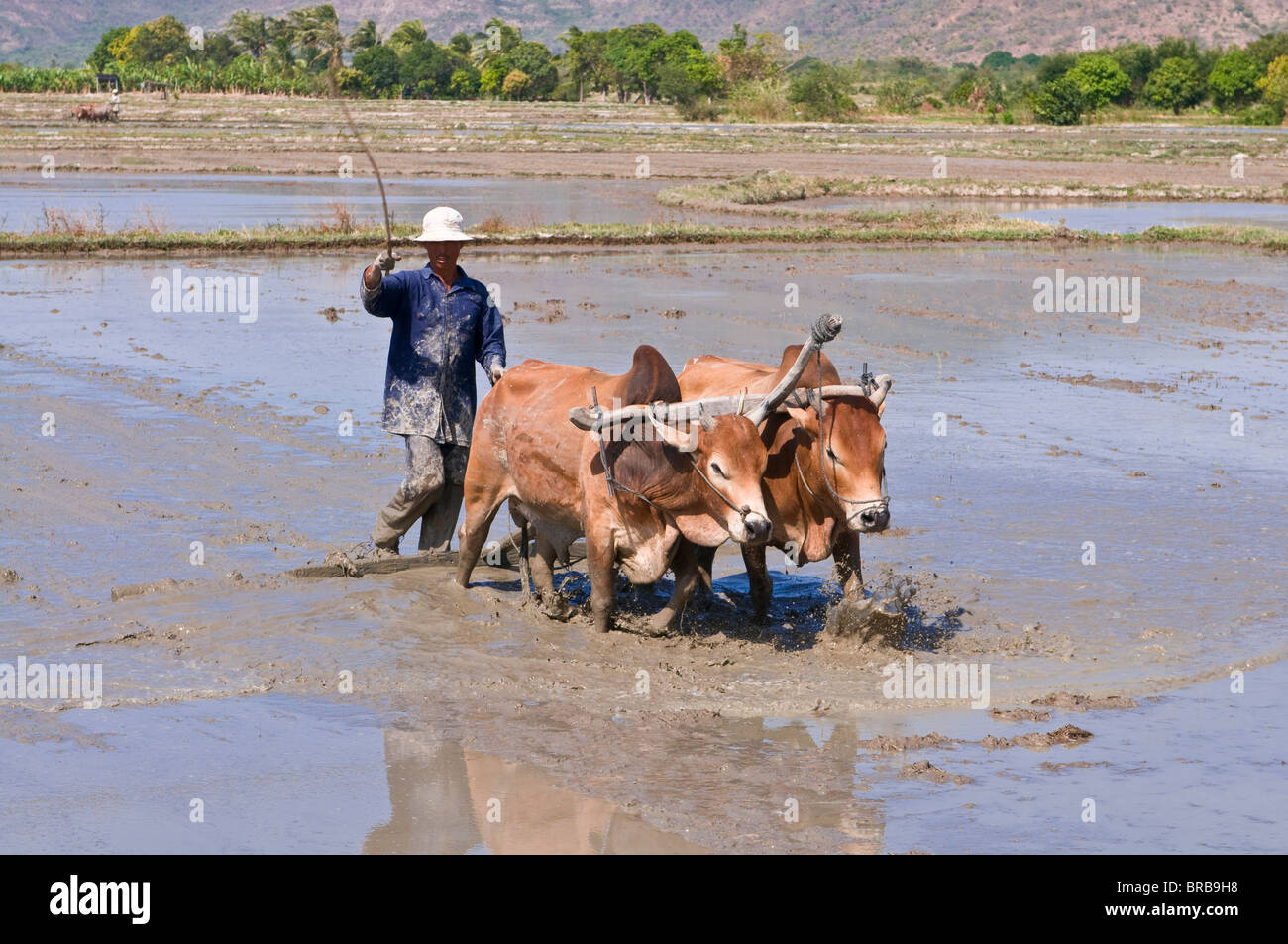 L'uomo l'aratura con bufali d'acqua attraverso una risaia, Vietnam, Indocina, Asia sud-orientale, Asia Foto Stock