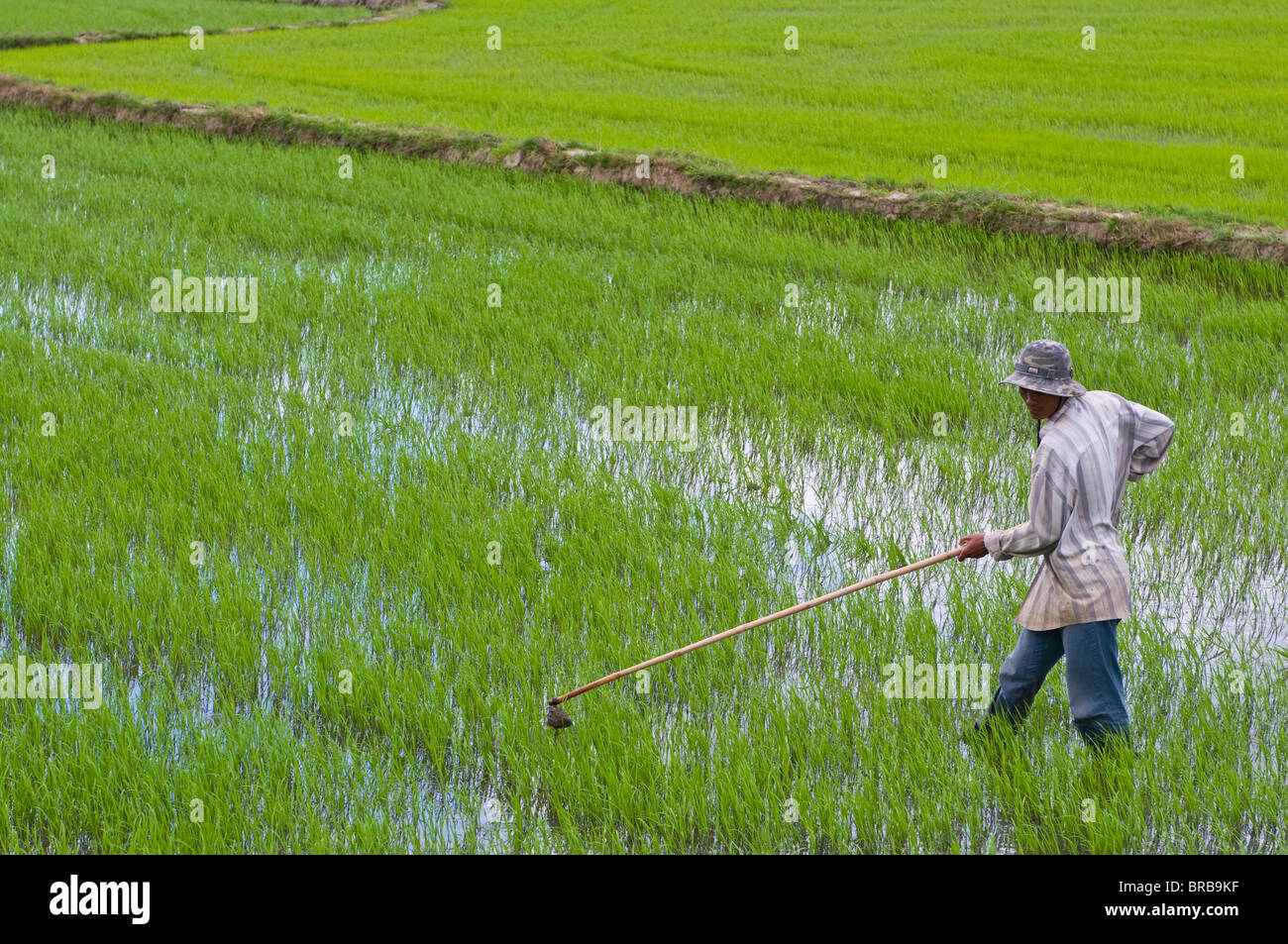 Uomo in una risaia, Vietnam, Indocina, Asia sud-orientale, Asia Foto Stock