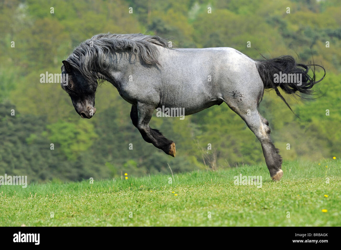 Cavallo norico (Equus caballus ferus), stallone strappi su un pascolo. Foto Stock