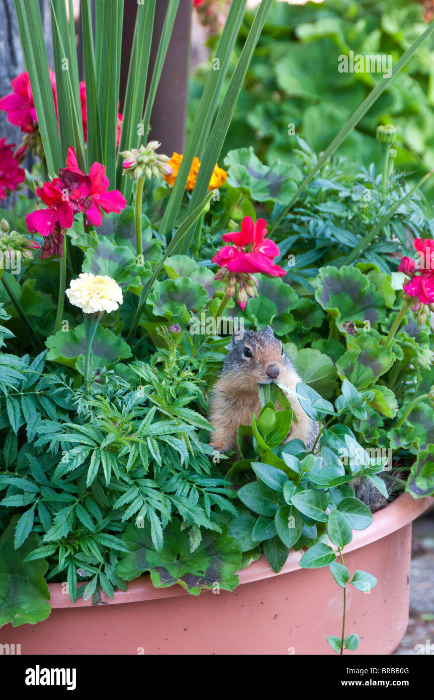 Lo scoiattolo dines su piante in vaso, Lake McDonald Lodge, il Parco Nazionale di Glacier, Montana. Foto Stock
