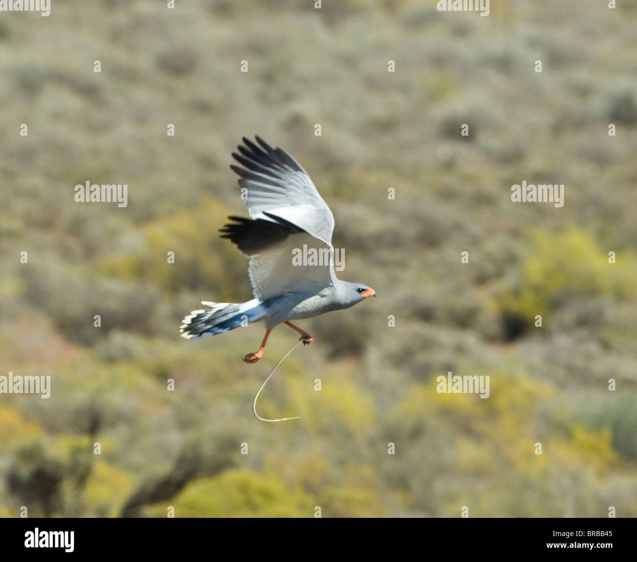 Southern Pale-Chanting Astore Melierax canorus con snake Foto Stock