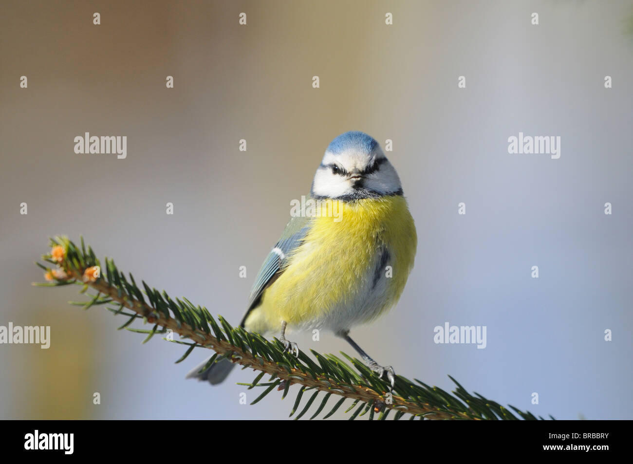 Tit blu sul ramoscello / Cyanistes caeruleus Foto Stock