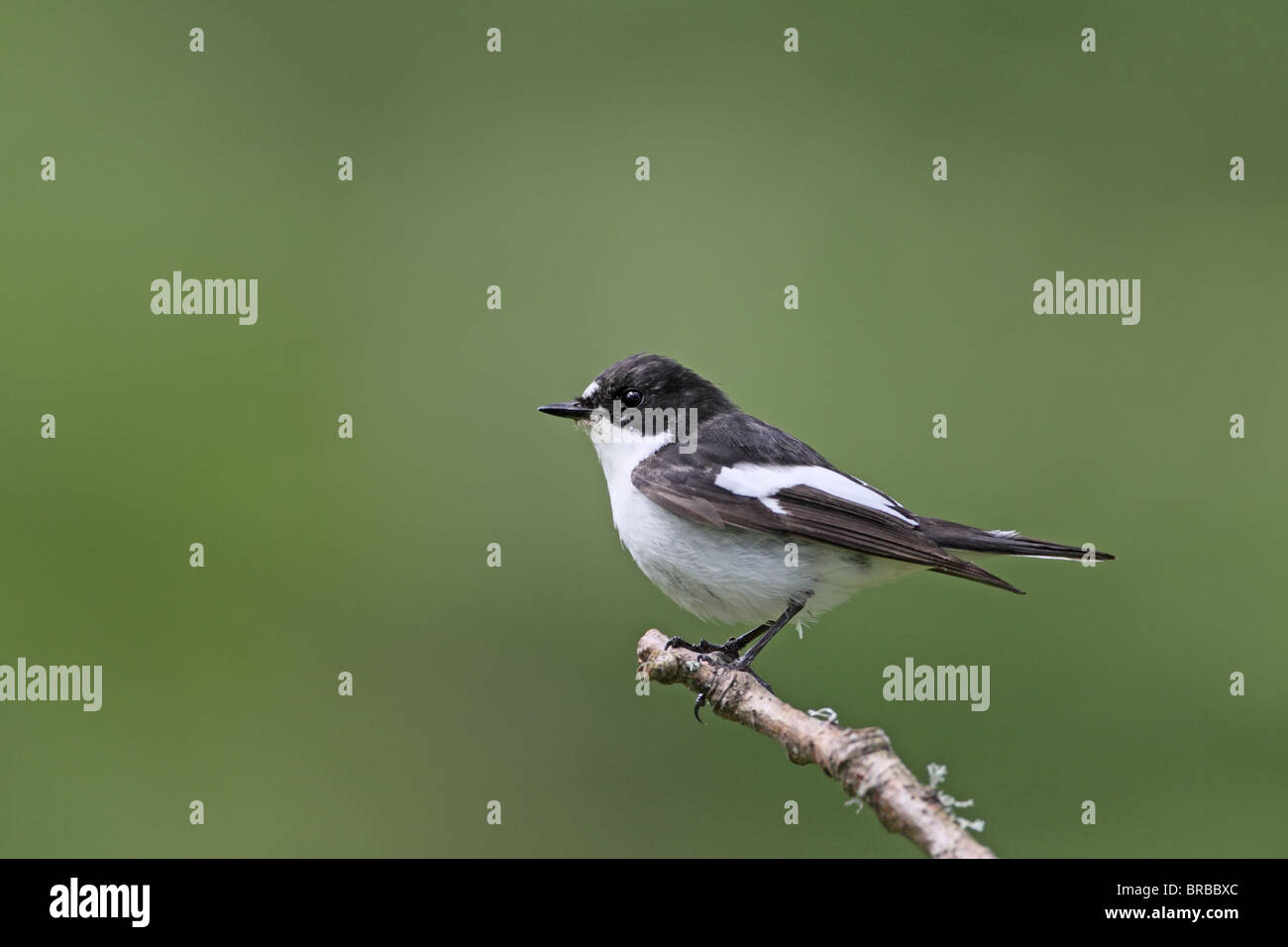 Pied Flycatcher, Ficedula hypoleuca, maschio Foto Stock