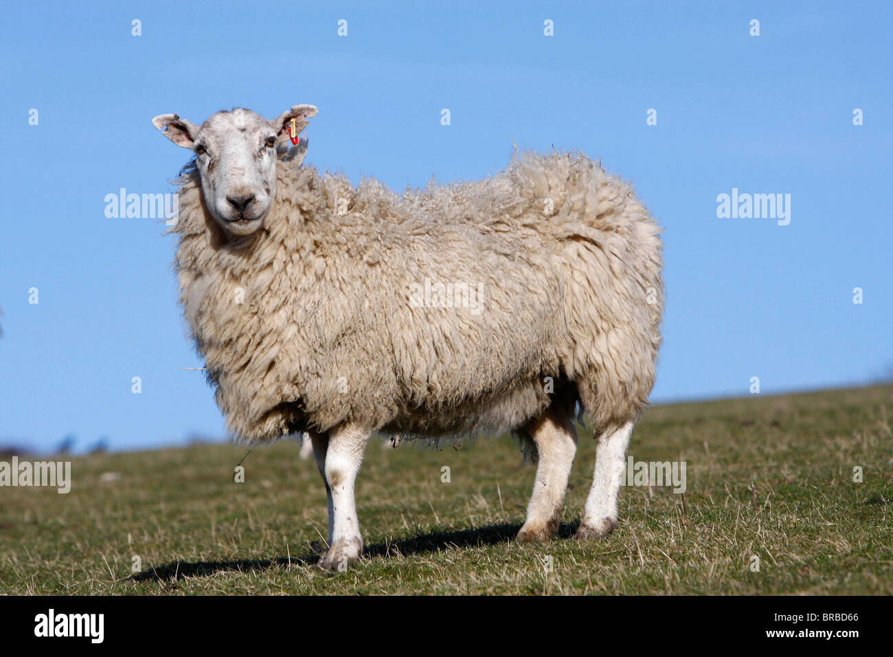 Agricoltura Agricoltura animali Foto Stock