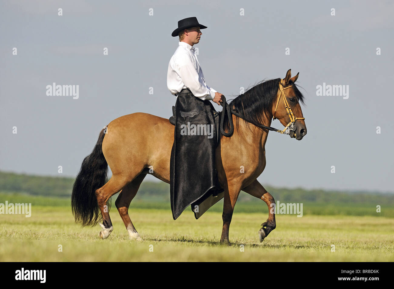 Paso Fino (Equus caballus ferus) con pilota al toelt su un prato. Foto Stock