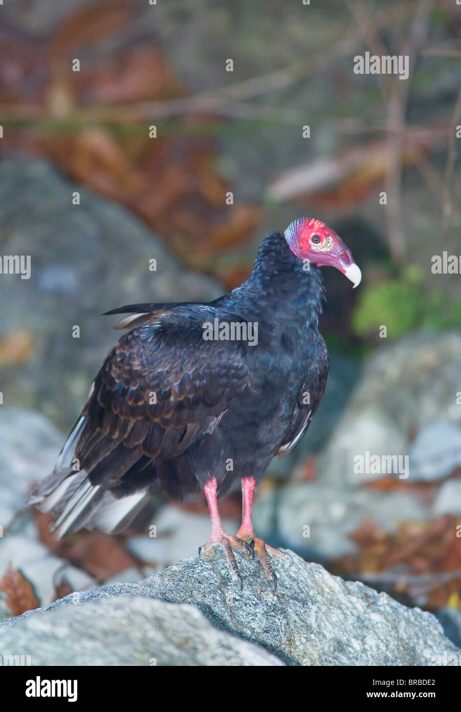 La Turchia vulture (Cathartes aura), il Parco Nazionale di Manuel Antonio, Costa Rica, America Centrale Foto Stock