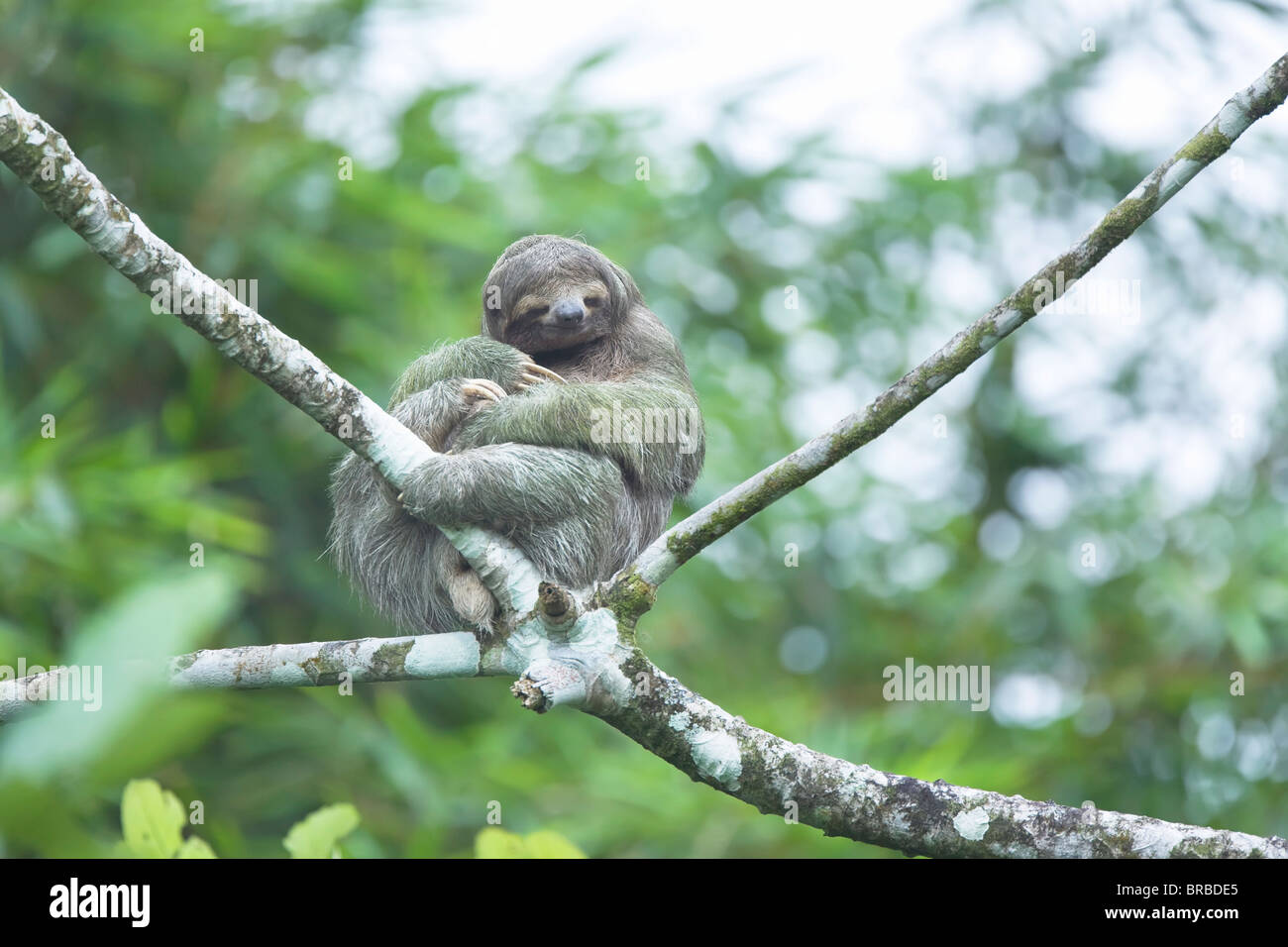 Il bradipo (Bradypus variegatus) seduto su un albero, Arenal, La Fortuna, Costa Rica, America Centrale Foto Stock