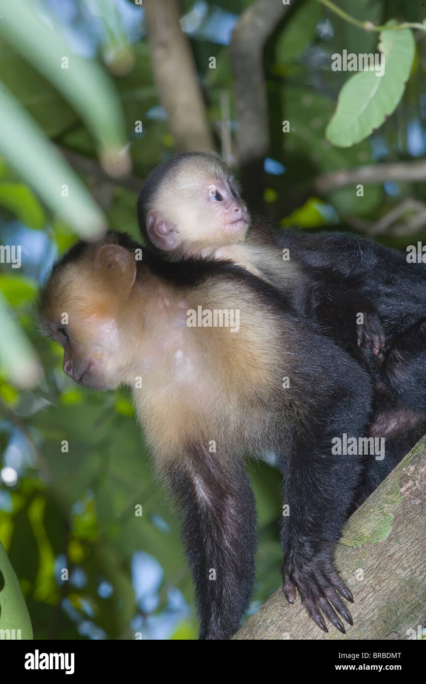 Scimmia cappuccina in piedi su un ramo nelle giungle tropicali Di Costa Rica Foto stock