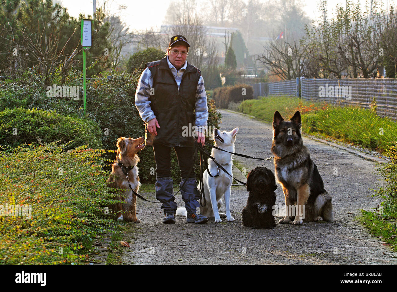 Dog sitter con quattro cani Foto Stock