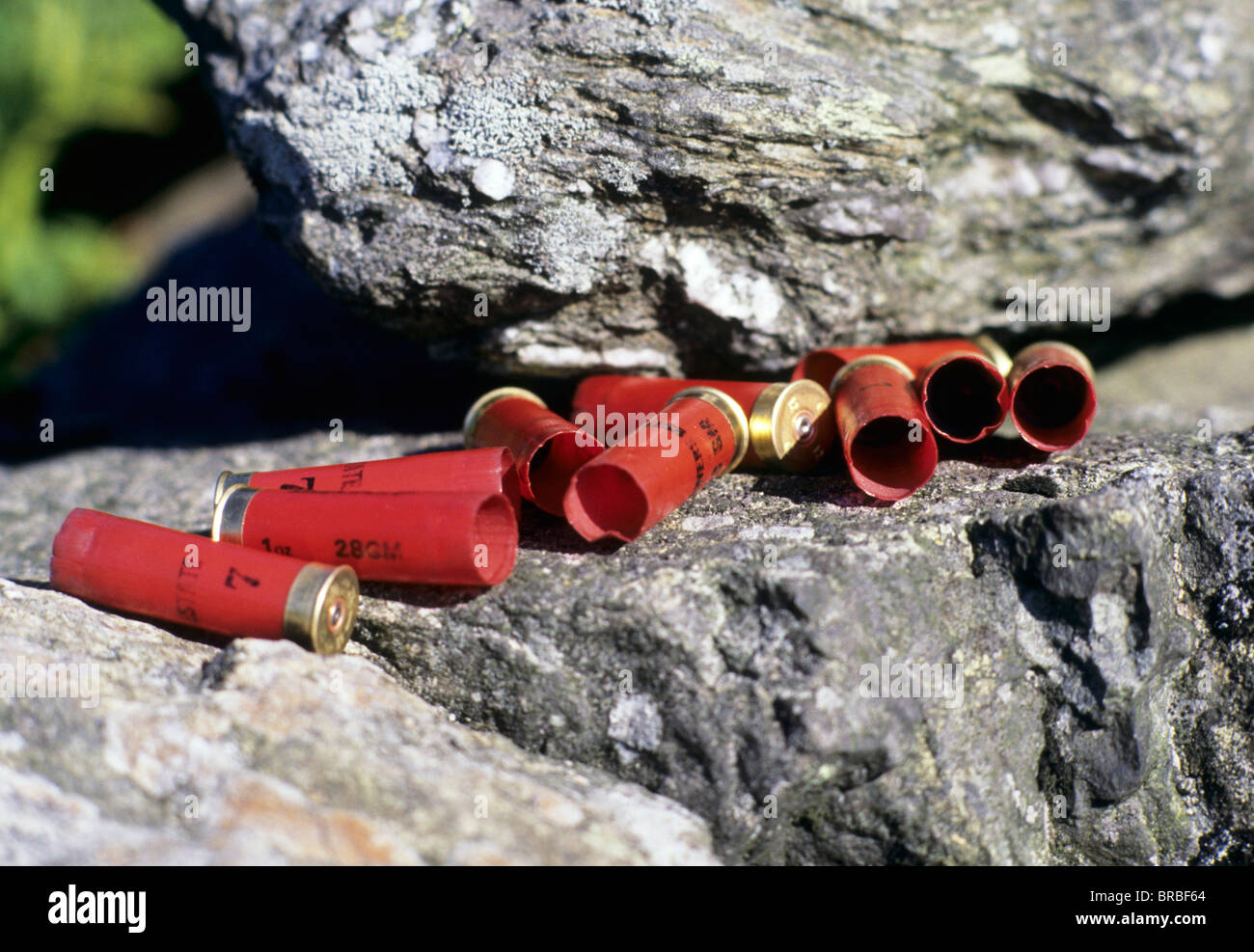 Fucile da caccia vuoti gusci su una roccia Foto Stock
