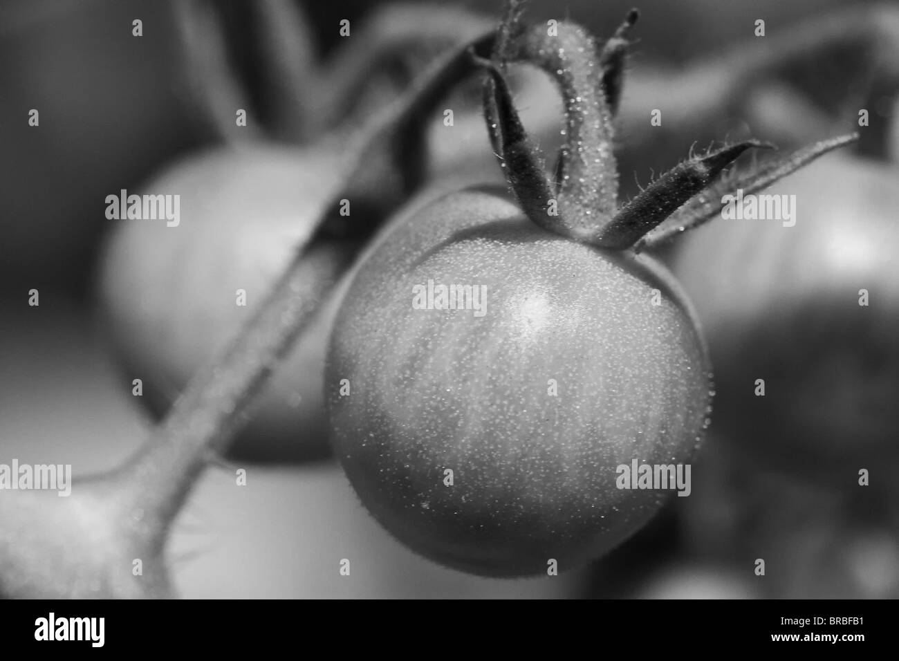 Unico piccolo pomodori con il sottofondo di altri pomodori eseguita in bianco e nero Foto Stock