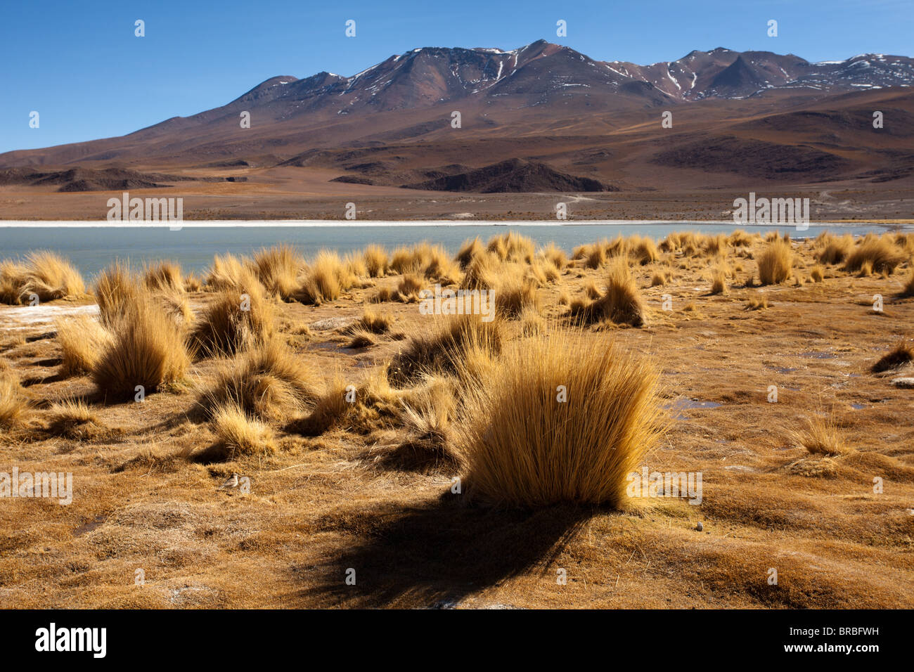 Eduardo Avaroa National Park Tour: Laguna Hedionda Foto Stock