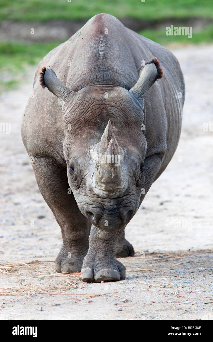 Il rinoceronte nero, Diceros simum, prigionieri nativi a Africa Foto Stock