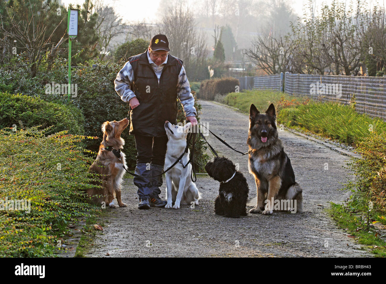 Dog sitter con quattro cani Foto Stock