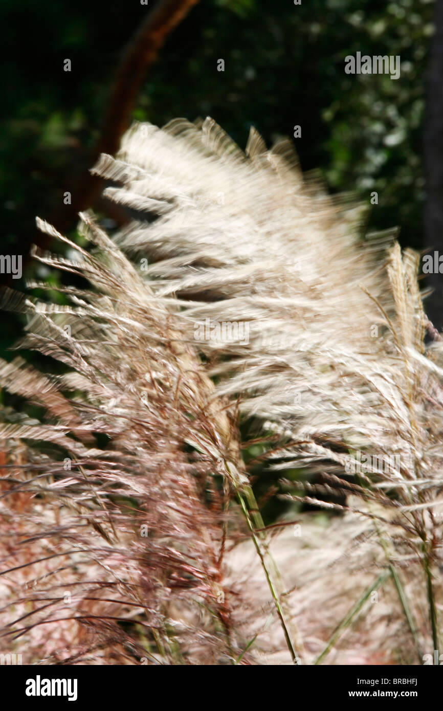 Feathery erba, Parigi, Francia Foto Stock
