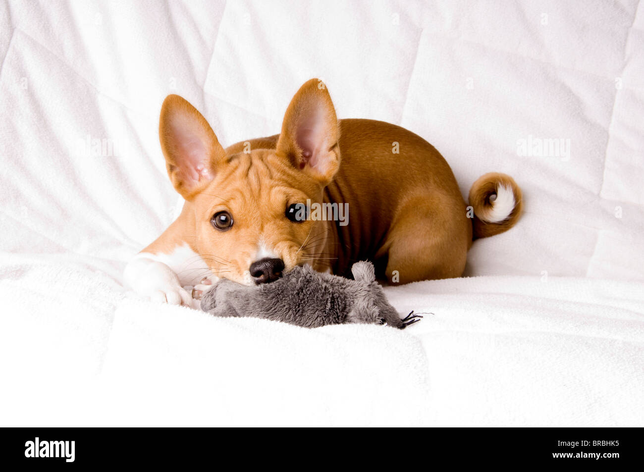toy basenji