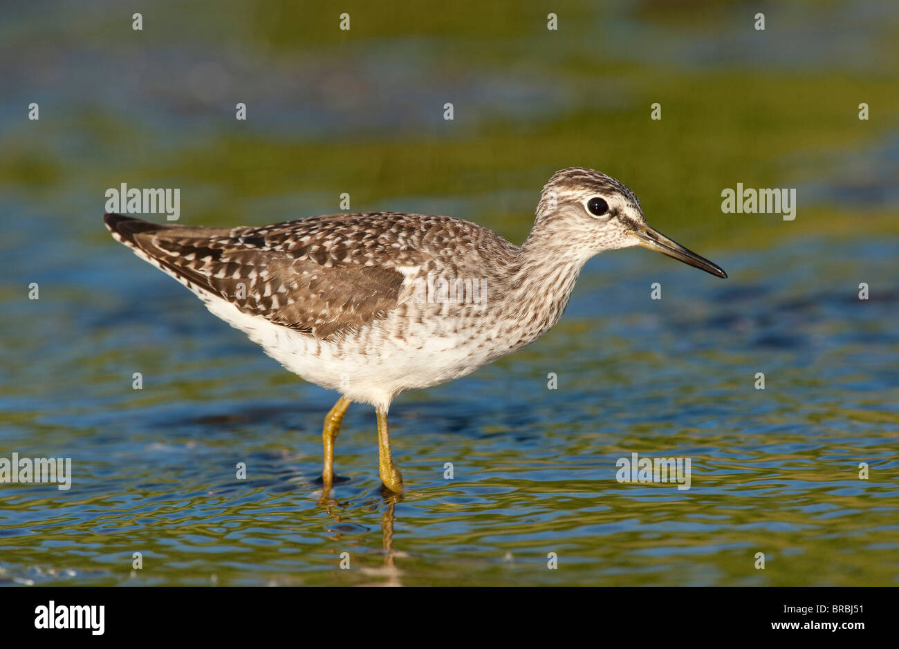 Wood Sandpiper - in piedi in acqua / Tringa glareola Foto Stock