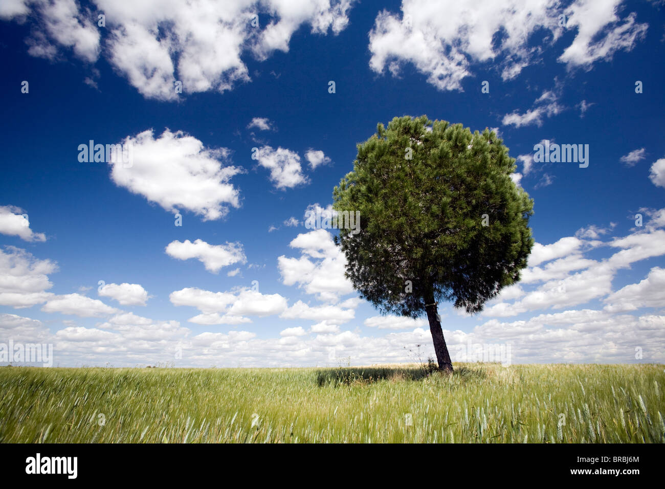 Un albero in un campo di grano, Sevilla, Spagna Foto Stock