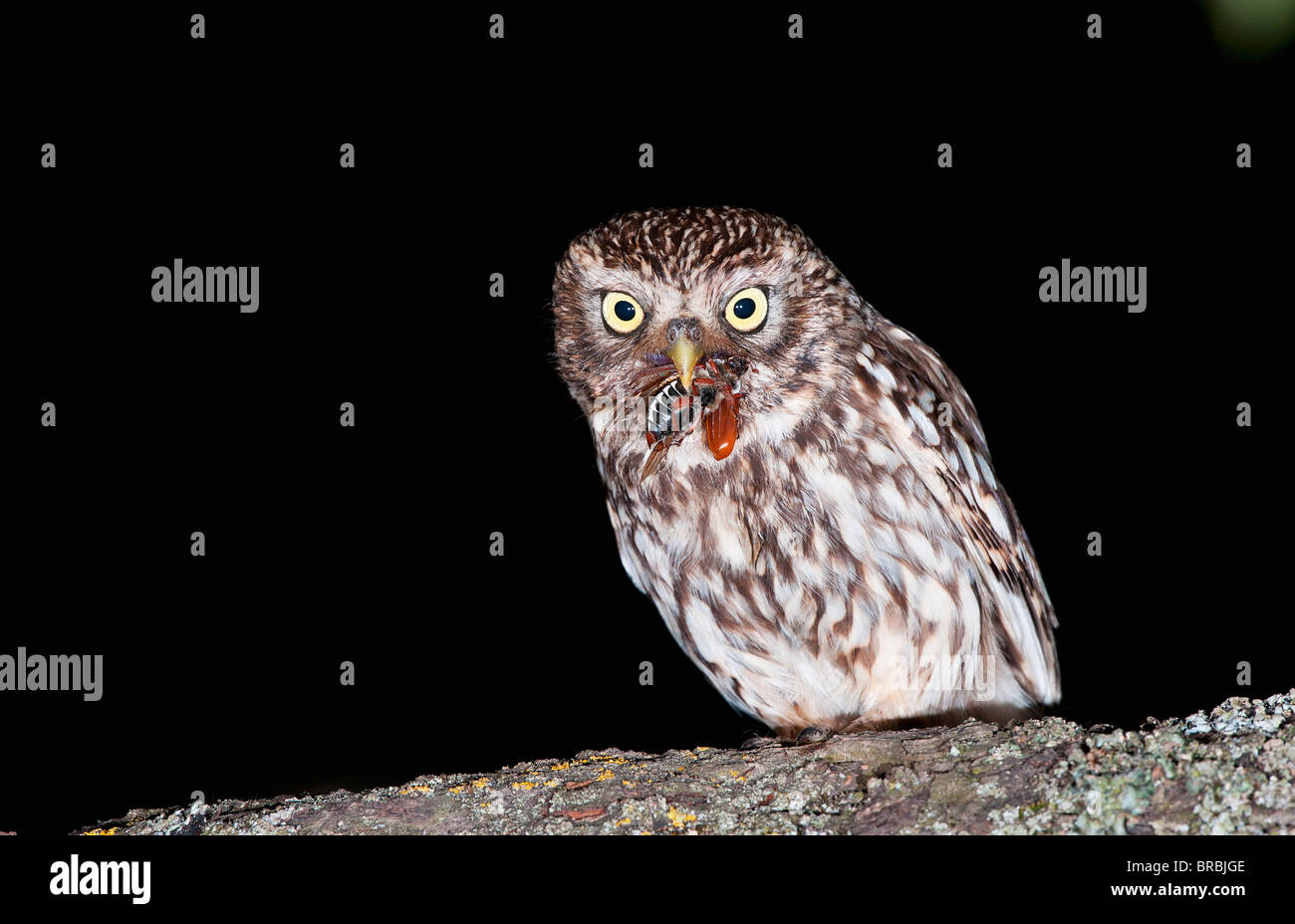 Piccolo gufo con la preda / Athene noctua Foto Stock