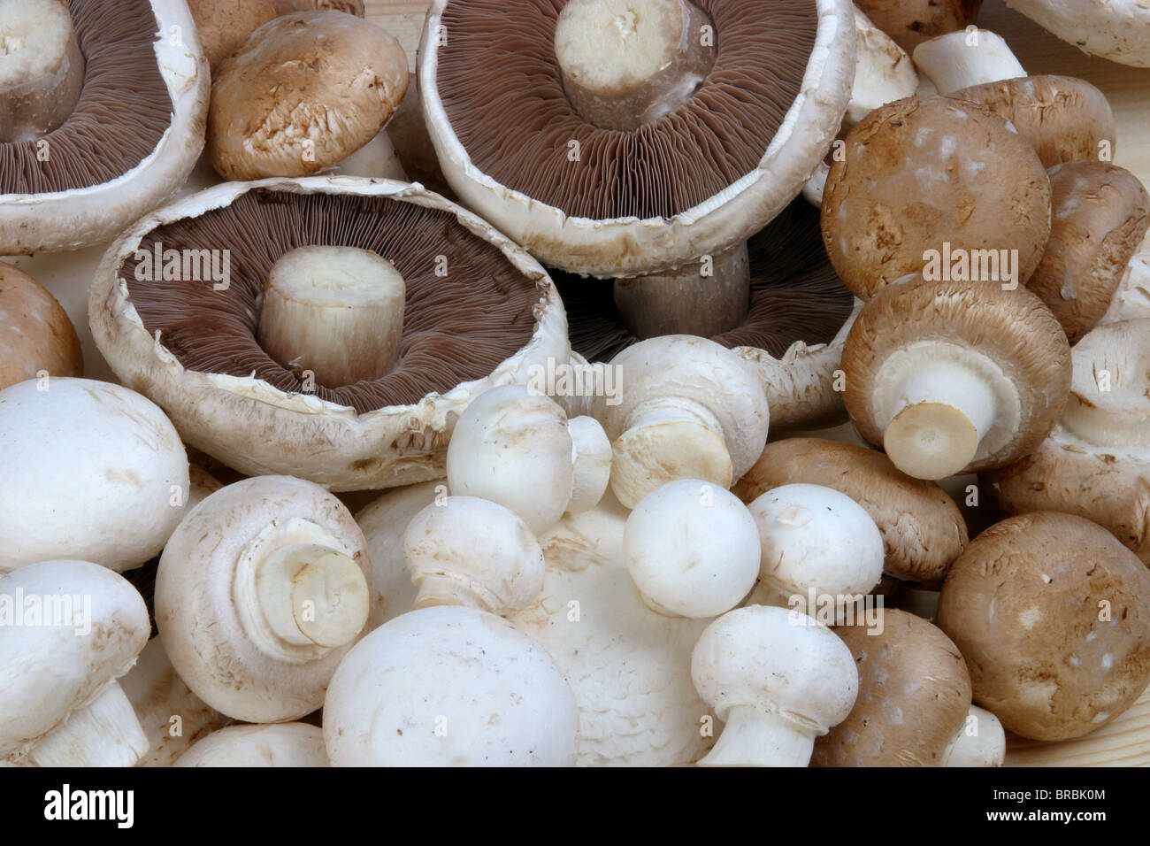 Selezione di funghi Foto Stock