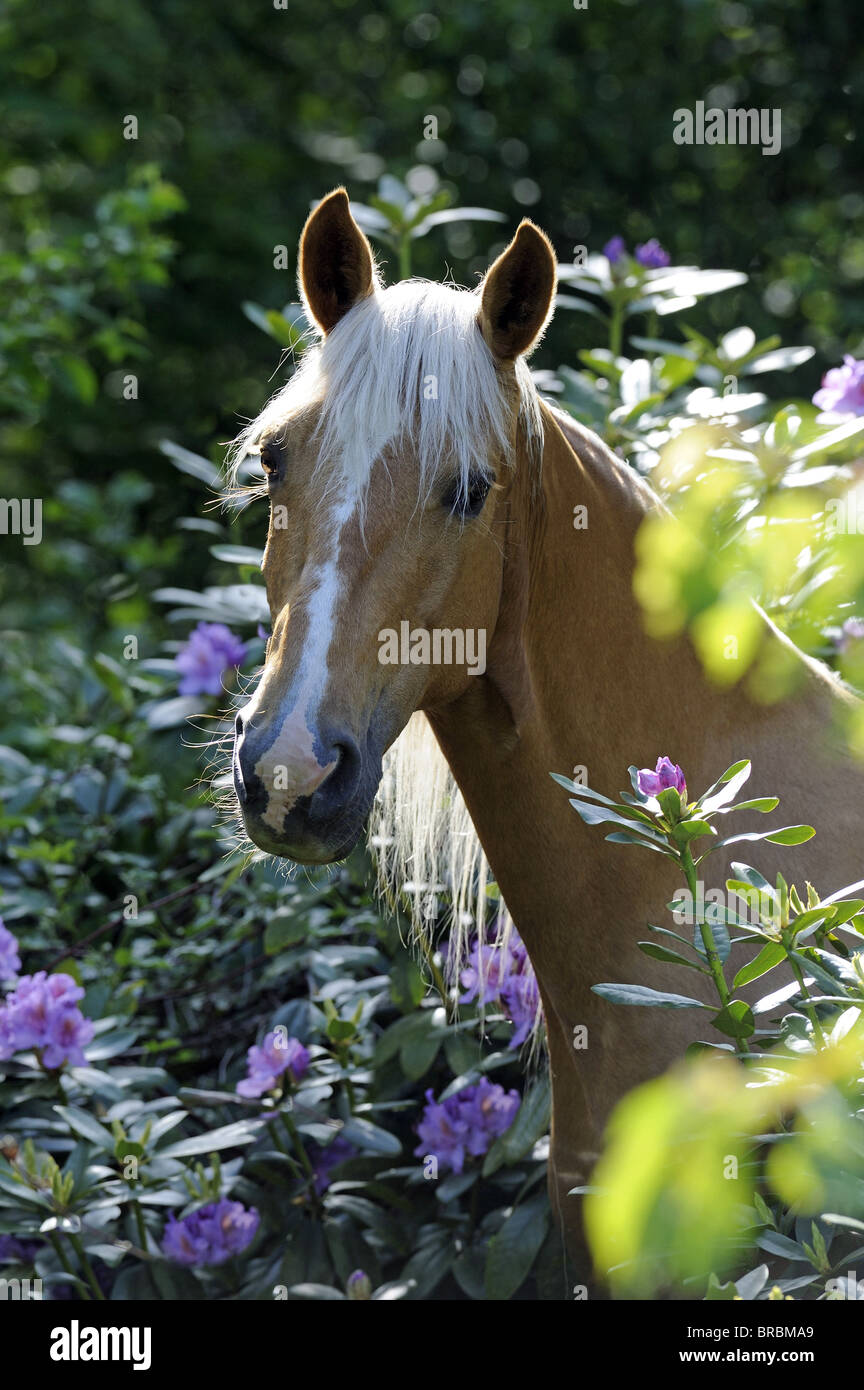 Tennessee passeggiate a cavallo (Equus caballus ferus), il ritratto di un mare tra la fioritura di rododendro. Foto Stock