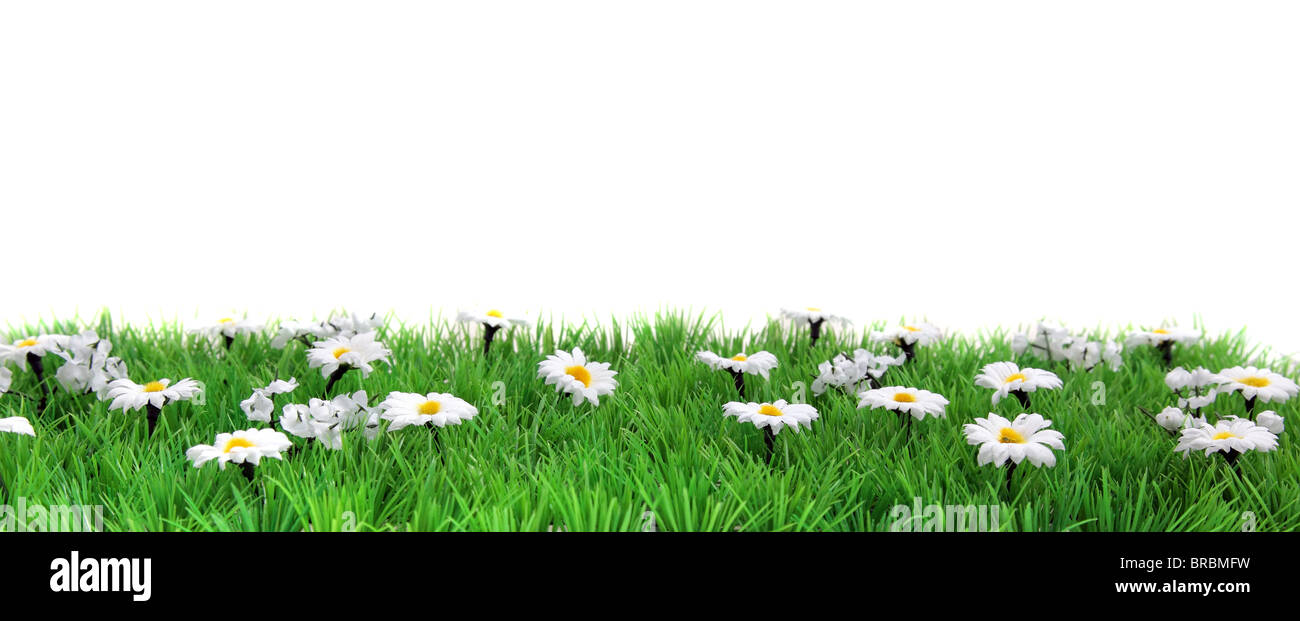 Un fiore prato banner nella parte anteriore di un semplice sfondo bianco. Foto Stock