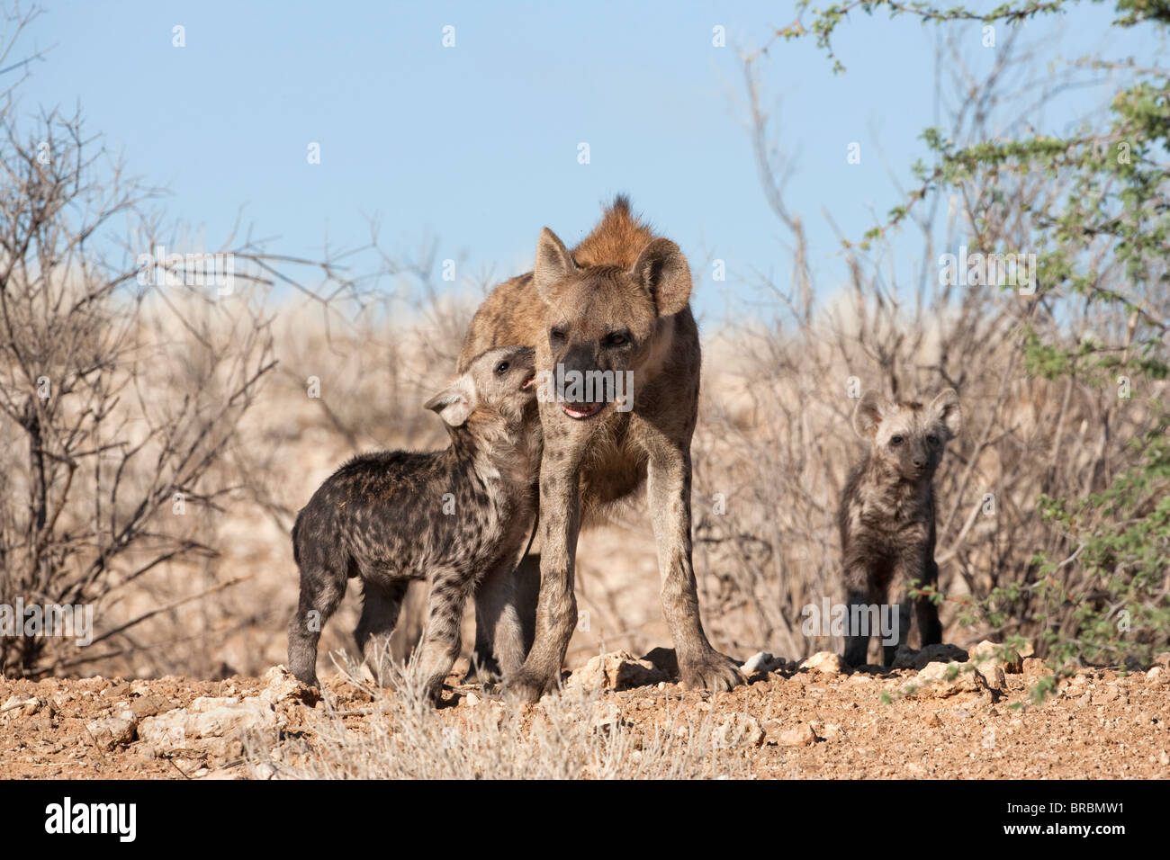 Avvistato iena, Crocuta crocuta, madre con i cuccioli, Kgalagadi Parco transfrontaliero, Northern Cape, Sud Africa Foto Stock