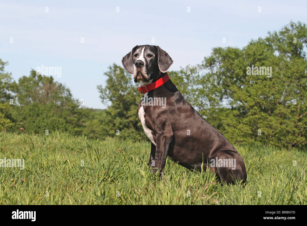 Alano - seduta sul prato Foto Stock