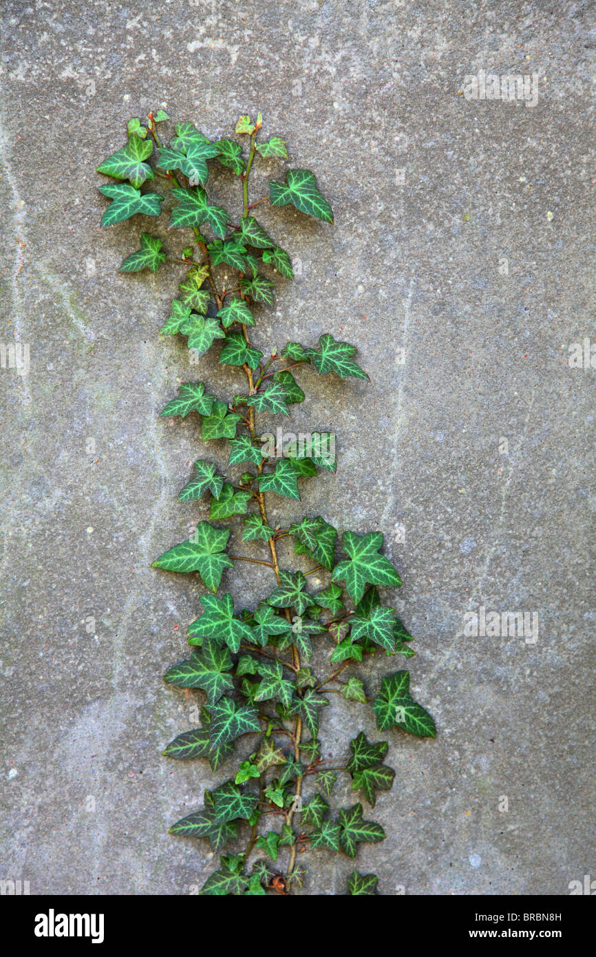 Un bel verde edera che crescono su di un muro. Foto Stock