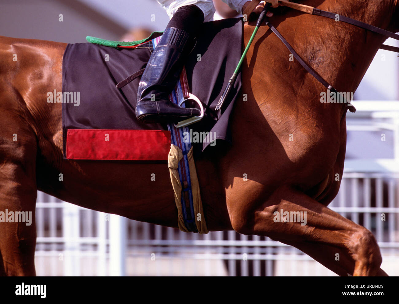 Jockey porta il suo cavallo a un arresto alla fine di una gara piatta Foto Stock