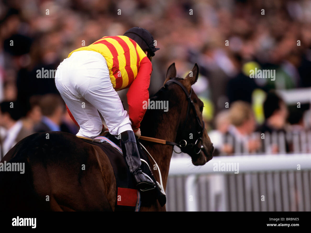 Jockey tira il suo cavallo fino alla fine della gara Foto Stock