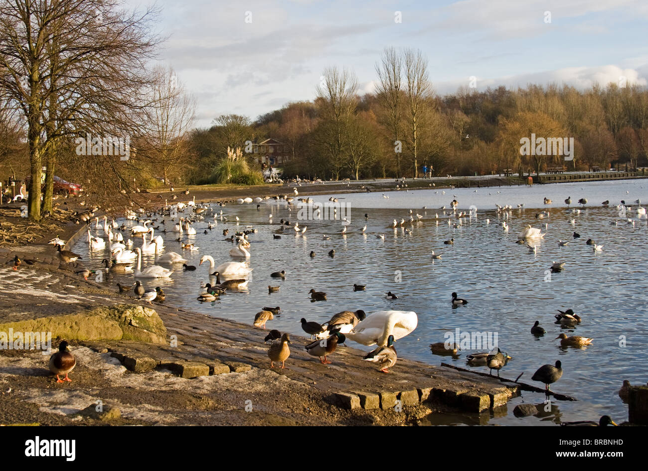 Gli uccelli su Crompton Lodges(ex mulino stagni). Mosè Paese Gate Park, Farnworth, Bolton, Greater Manchester, Inghilterra, Regno Unito. Inverno Foto Stock