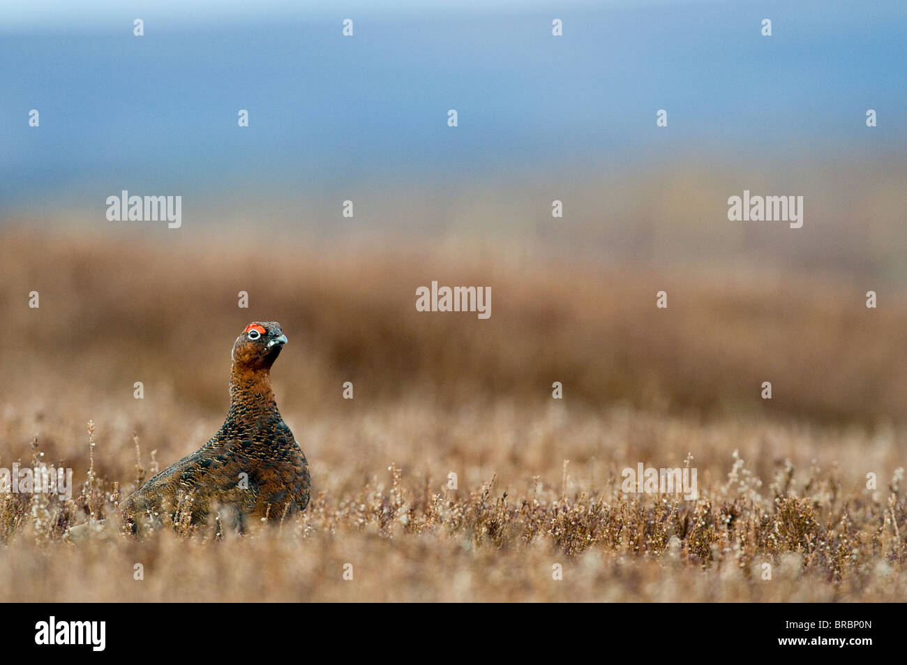 Red Grouse lagopus lagopus scoticus Foto Stock